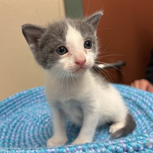 CLAWDIA - Domestic Short Hair available for adoption