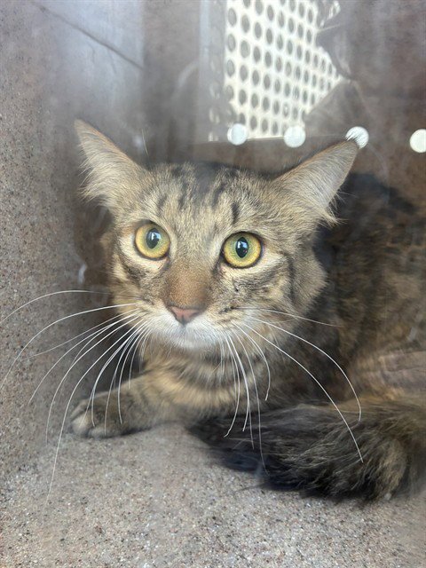 A779193 - Domestic Short Hair for adoption in Ontario