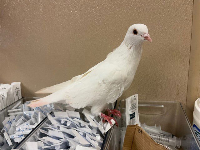 UNKNOWN - Dove available for adoption