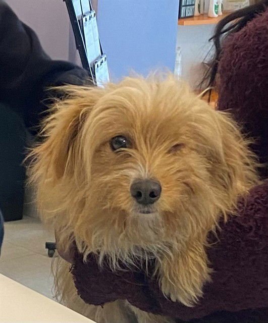 MOCHI - Dachshund available for adoption