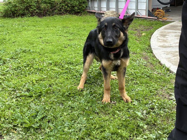 HARPER - German Shepherd Dog available for adoption