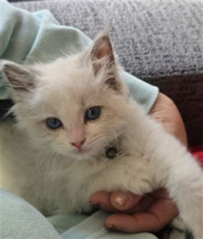 NOGGIN - Domestic Short Hair available for adoption