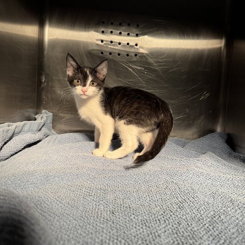 EMMA - Domestic Short Hair available for adoption