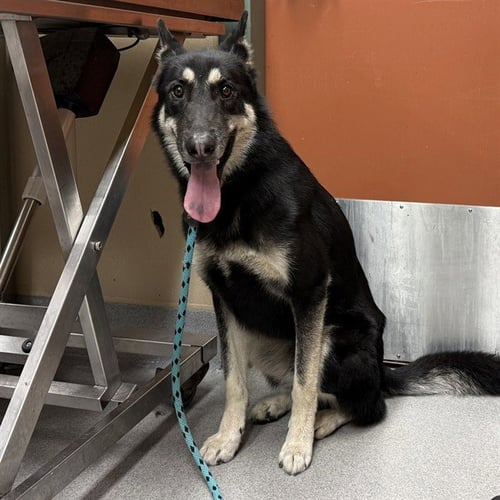 ALFIE - German Shepherd Dog available for adoption