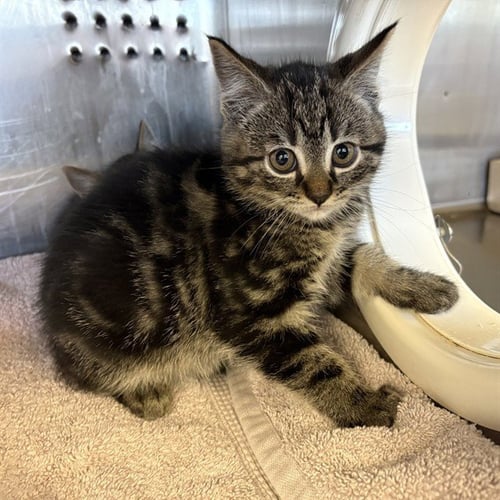TONI - Domestic Short Hair for adoption in Ontario