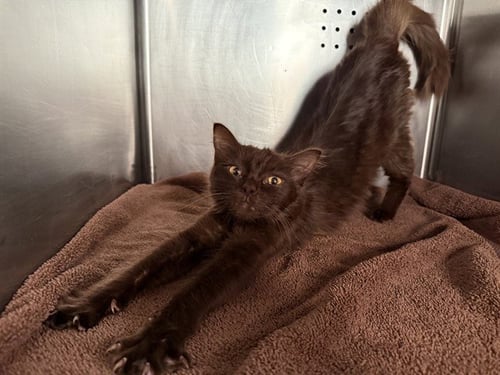 ACORN - Domestic Short Hair available for adoption