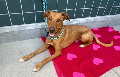 ELLIOTT - Labrador Retriever available for adoption