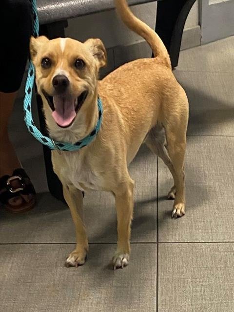 ACE - Chihuahua available for adoption