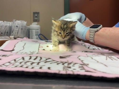 FLAX SEED - Domestic Long Hair available for adoption