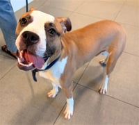GUS - Photo 1