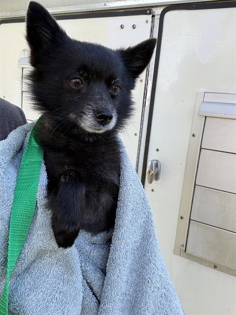 ONYX - Pomeranian available for adoption