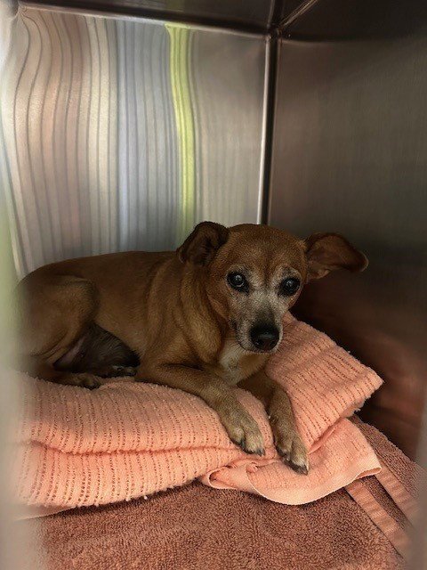 UNKNOWN - Miniature Pinscher / Chihuahua available for adoption