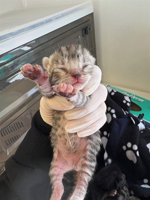 CULINARY 5 - Domestic Short Hair available for adoption