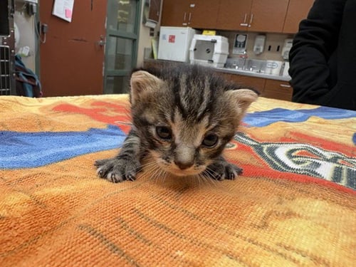 KAIA - Domestic Short Hair for adoption in Ontario