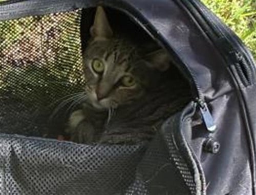 HAVEN - Domestic Short Hair available for adoption