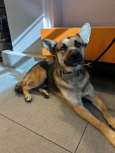 SOSA - German Shepherd Dog / Siberian Husky available for adoption