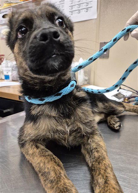 SOPHIE - German Shepherd Dog available for adoption