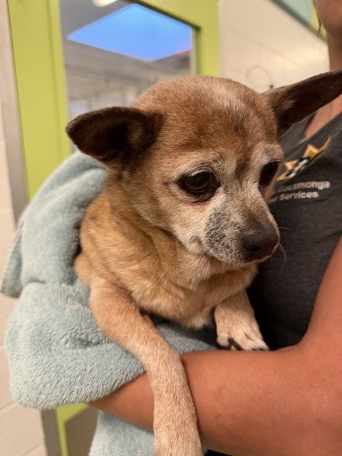 PEANUT - Chihuahua available for adoption