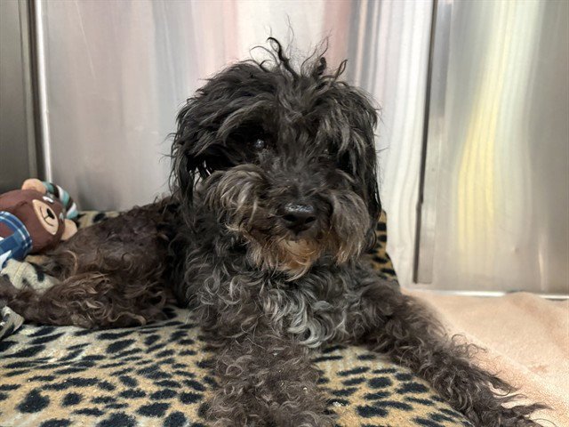 GIZMO Image