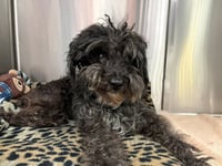 GIZMO - Photo 1
