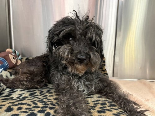 GIZMO - Poodle (Miniature) / Shih Tzu available for adoption