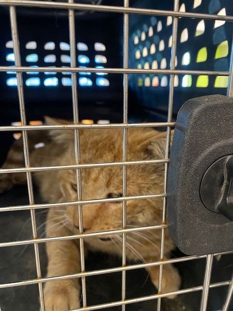 UNKNOWN - Domestic Short Hair available for adoption