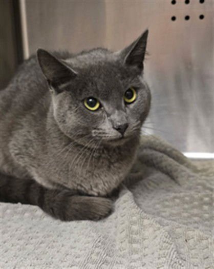 MISTY - Domestic Medium Hair available for adoption