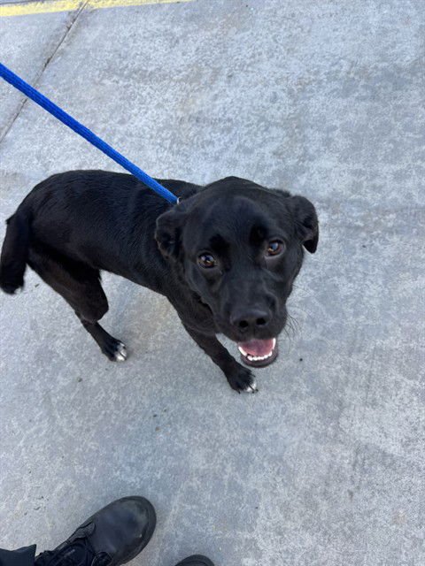 OBI - Labrador Retriever / Pug available for adoption