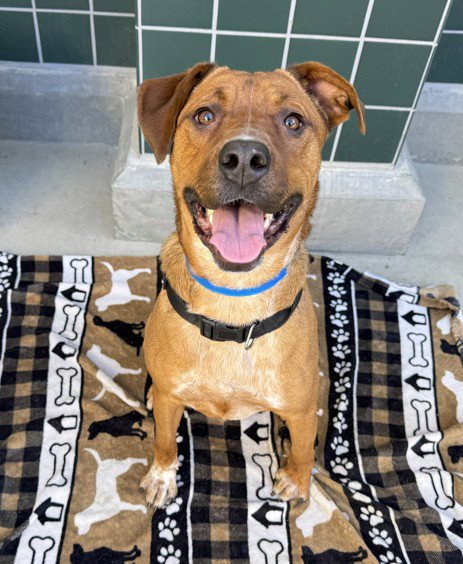 HUEY - Pit Bull Terrier available for adoption