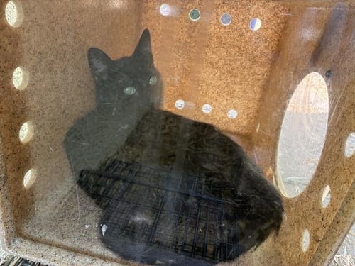 CHESTNUT 2 - Domestic Short Hair available for adoption