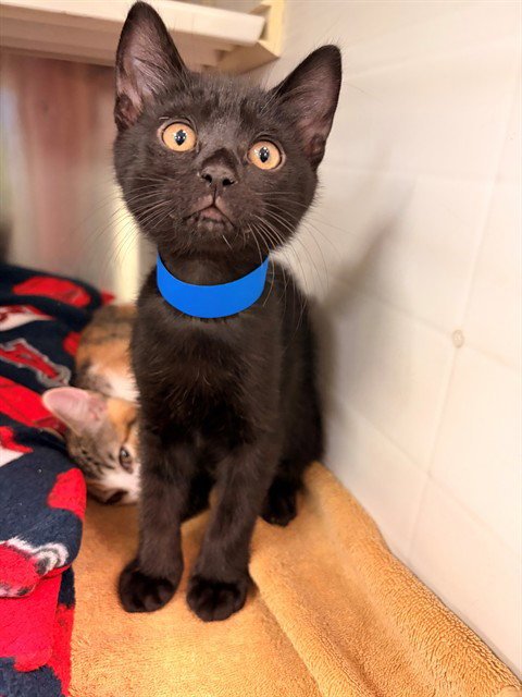 SLEEPY - Domestic Short Hair available for adoption