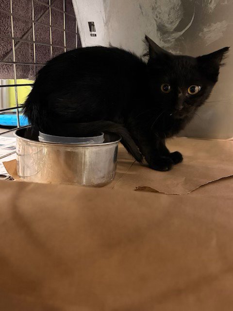 BOO - Domestic Short Hair available for adoption