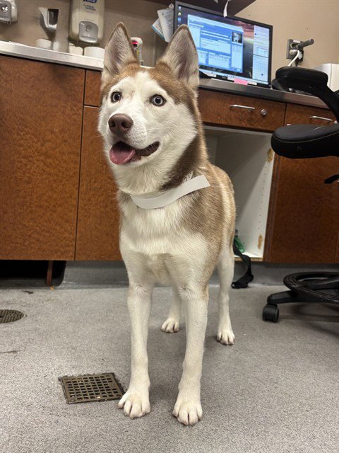 SHEILA - Siberian Husky available for adoption