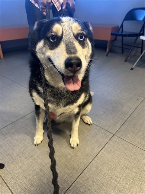 BROOKLYN - Siberian Husky available for adoption