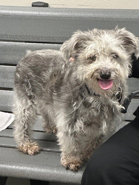 JORDY - Miniature Schnauzer available for adoption