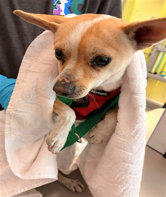 ALEJANDRO - Chihuahua available for adoption