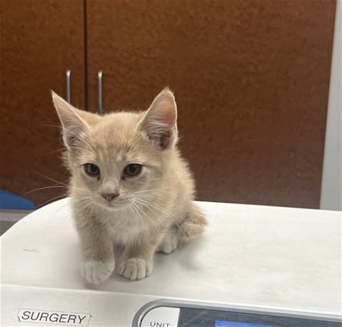 L FRONT - Domestic Short Hair available for adoption