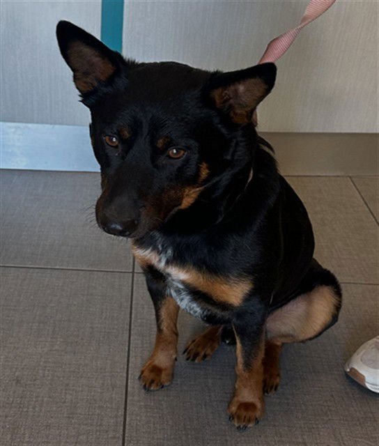 KENNY - Australian Kelpie available for adoption