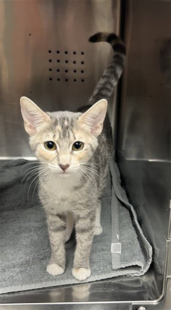 DAPHNE - Domestic Short Hair available for adoption