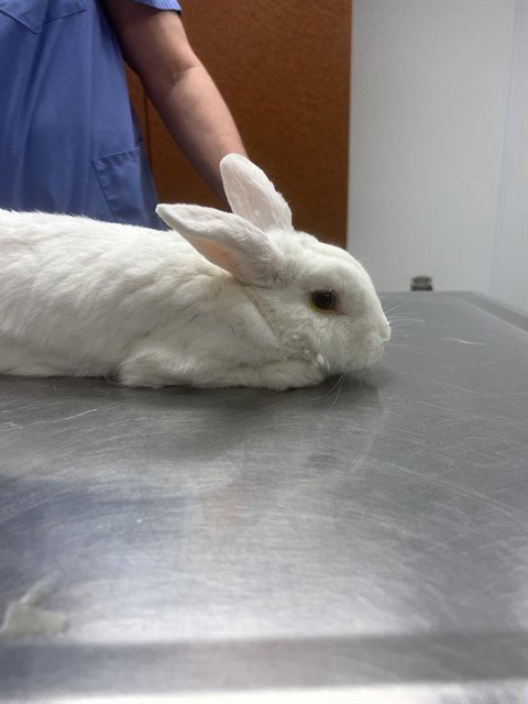 UNKNOWN - Shorthaired Rabbit available for adoption