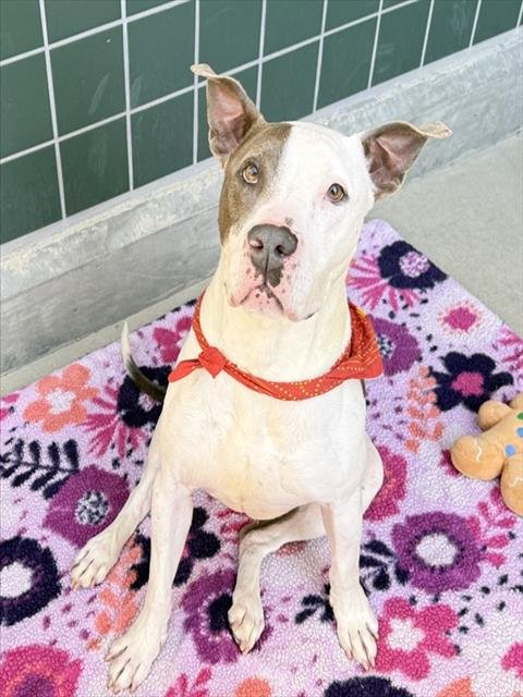 ACE - Pit Bull Terrier available for adoption