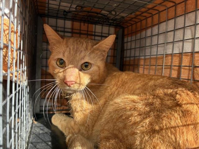 TAVANO - Domestic Short Hair available for adoption