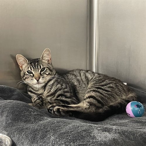 BOBA - Domestic Short Hair available for adoption