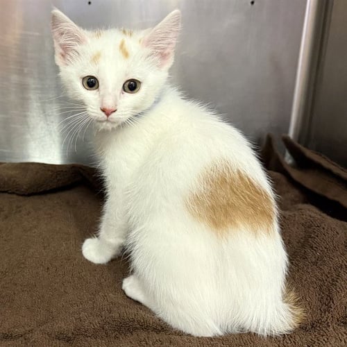 FRECKLES - Domestic Short Hair available for adoption