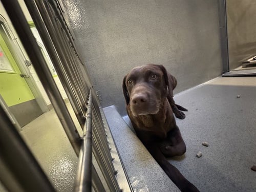 A778231 - Labrador Retriever available for adoption