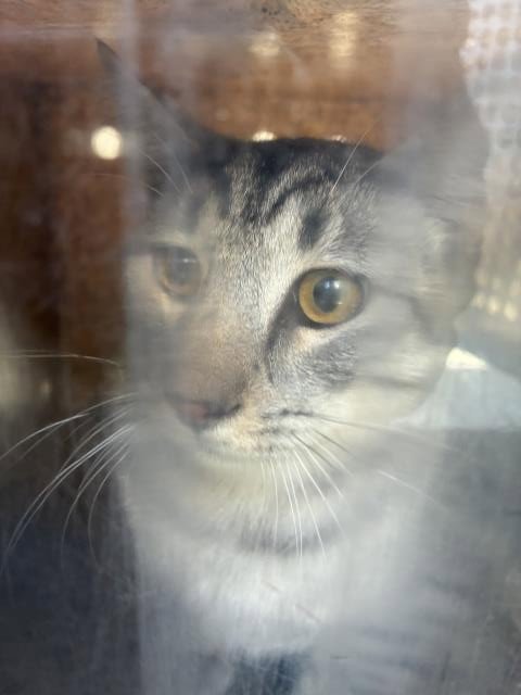 CULINARY 4 - Domestic Short Hair available for adoption