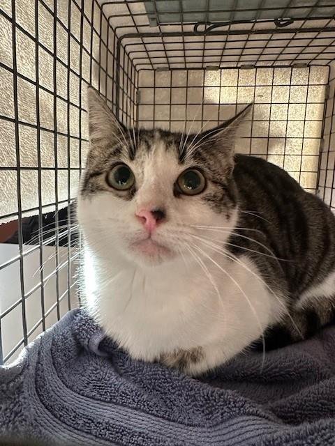 ZARA - Domestic Short Hair available for adoption