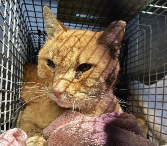 ASHFORD - Domestic Short Hair available for adoption