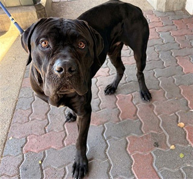 DEON - Cane Corso Mastiff available for adoption