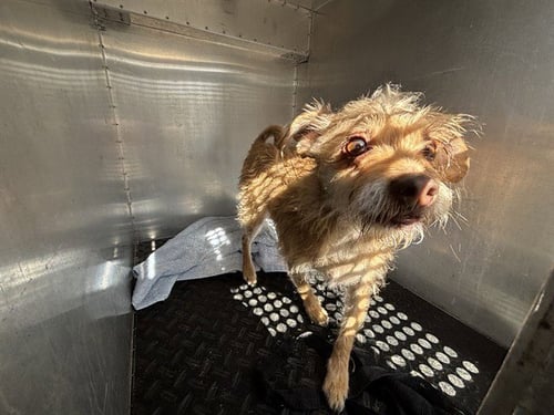 A779140 - Cairn Terrier available for adoption